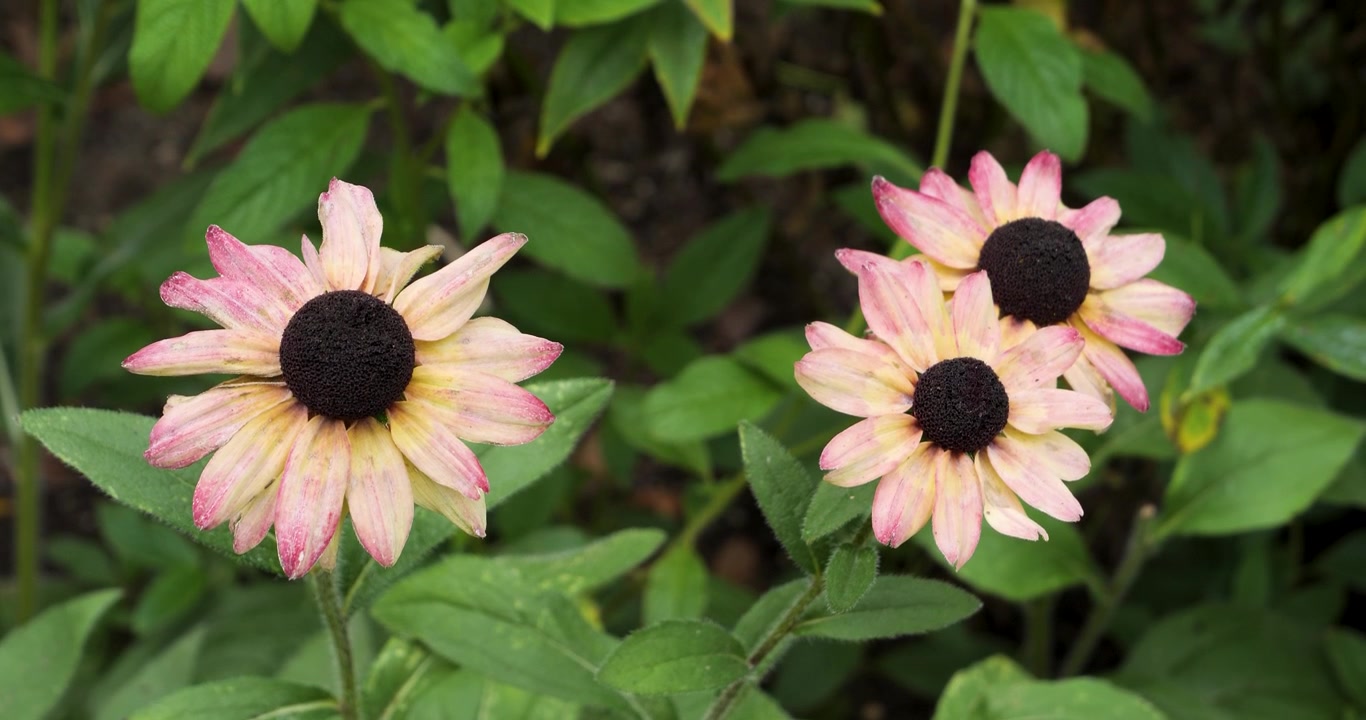 Rudbeckia Summerdaisy Rosa e Limone (Susanna dagli occhi neri) nei Giardini Butchart di Victoria, Columbia Britannica, Canada