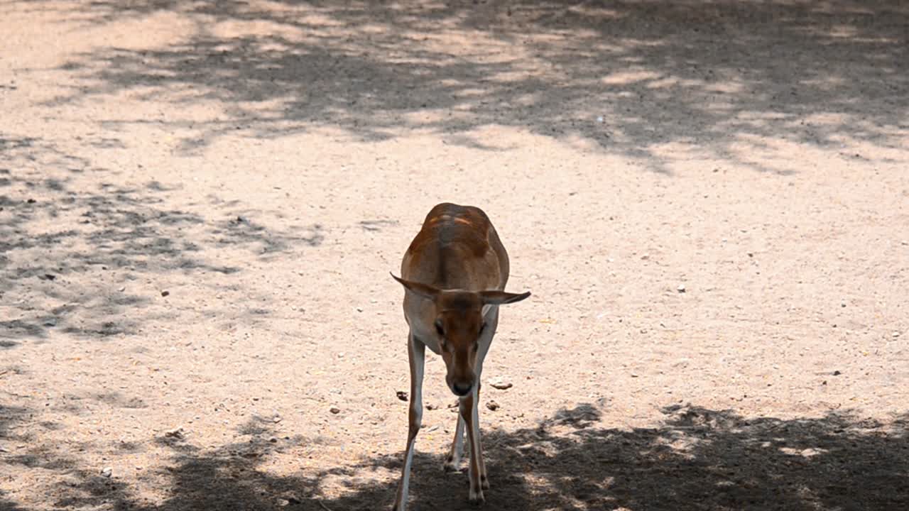 Un cucciolo di capriolo marrone carino in piedi e in cerca di cibo in pieni campi selvaggi alla luce del giorno, su terreno solido