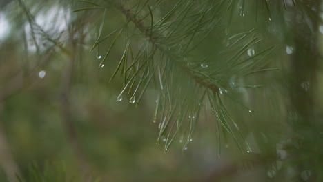 在白天有雨滴的绿色松针树枝的手持近距离拍摄