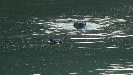 hippos fighting in a lake