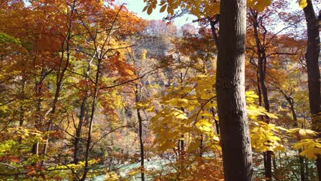 Aerial-flight-through-beautiful-fall-coloured-tree-canopy-over-river