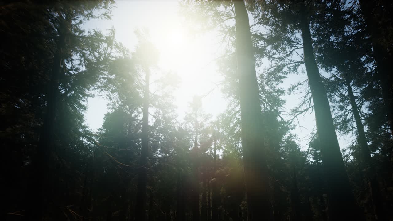 sequoia gigantes en verano en el parque nacional de sequoia, california