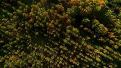 drone aéreo de arriba hacia abajo sobre el bosque otoñal en las afueras de verdes praderas durante el día