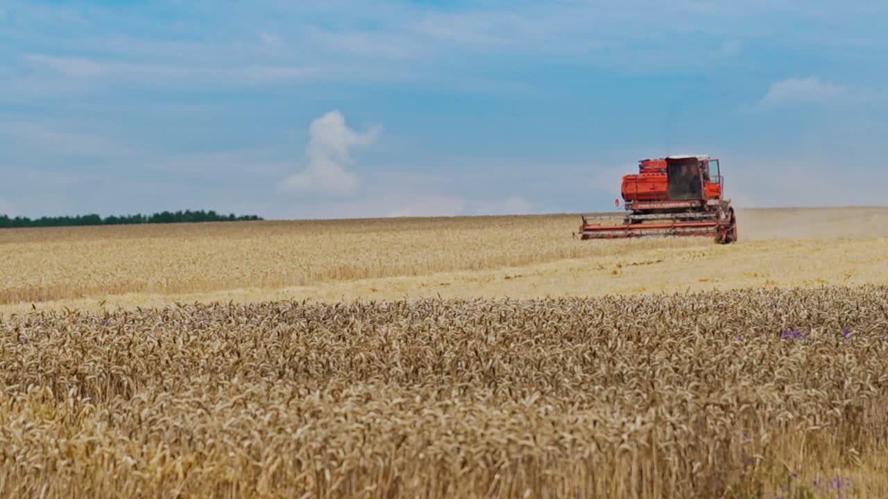 Red combine at work in the field of ripe wheat under the blue sky. Farming works of agriculture in summer by special machinery outdoors.