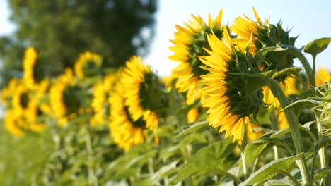 Hermosos-Girasoles-En-El-Campo-Giran-Hacia-El-Sol