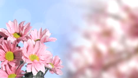 흐릿한 배경에 분홍색 꽃 위에 빛의 반점의 애니메이션