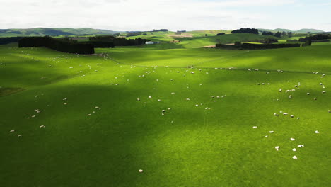 Majestic-flock-of-sheep-grazing-in-endless-green-meadow-of-New-Zealand,-aerial-view