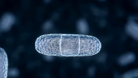 bacterial cell division through binary fission