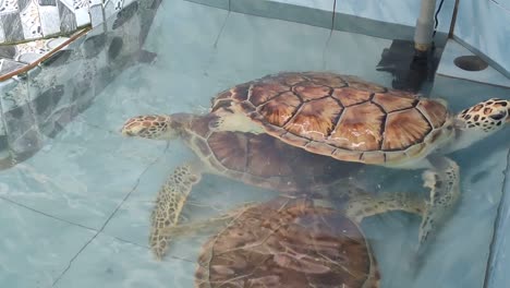 tortugas bebés en un estanque de cría