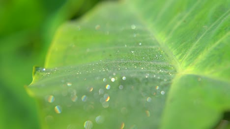 Morgentau-Fiel-Auf-Blatt