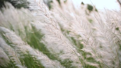 Beautiful-Saccharum-Spontaneum-flower-plants-blowing-in-wind,-kaash-phool-before-Durga-Puja-festival-in-India-and-Bangladesh-at-sunset-or-sunrise