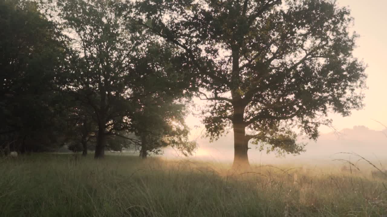 Misty Sunrise Meadow with Oak Trees