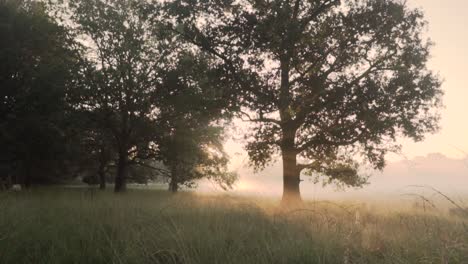 misty sunrise meadow with oak trees