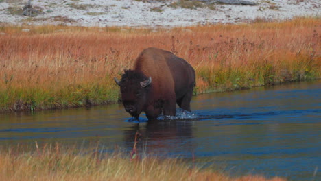 Filmischer-Zeitlupenzoom,-Nationaler-Geo-Epos,-Riesiger-Büffel,-Der-Den-Firehole-River-Auf-Halbem-Weg-überquert,-Geysir,-Großes-Prismatisches-Becken,-Yellowstone-Nationalpark,-Tierwelt,-Herbst,-Herbst,-Sonnig,-Schöne-Farben-Tagsüber