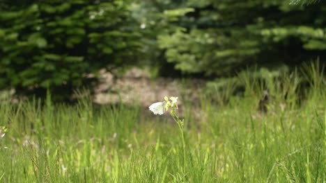 Schmetterling-Fliegt-Draußen