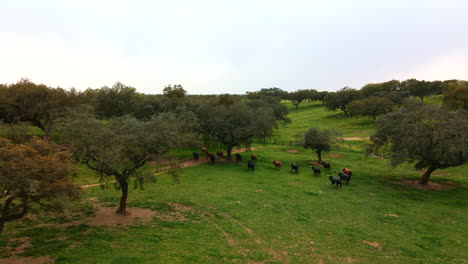 4k footage of a cattle of bulls walking on a green field