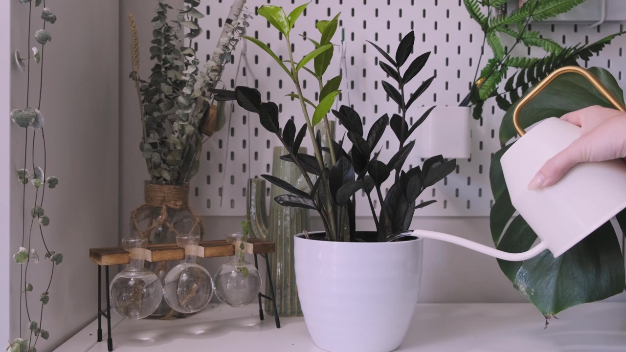 Foto adorável de uma planta sendo regada com um regador de cerâmica.