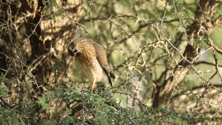 Ampia inquadratura che mostra un giovane astore Gabar che si mimetizza perfettamente con l'ambiente circostante mentre è appollaiato su un albero spinoso, Kgalagadi Transfrontier Park