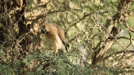 toma amplia que muestra a un azor gabar juvenil que se mezcla perfectamente con su entorno mientras está encaramado en un árbol espinoso, parque transfronterizo kgalagadi