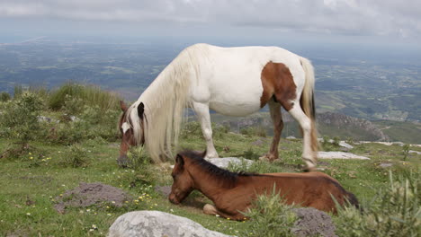 mother horse and foal on a mountaintop