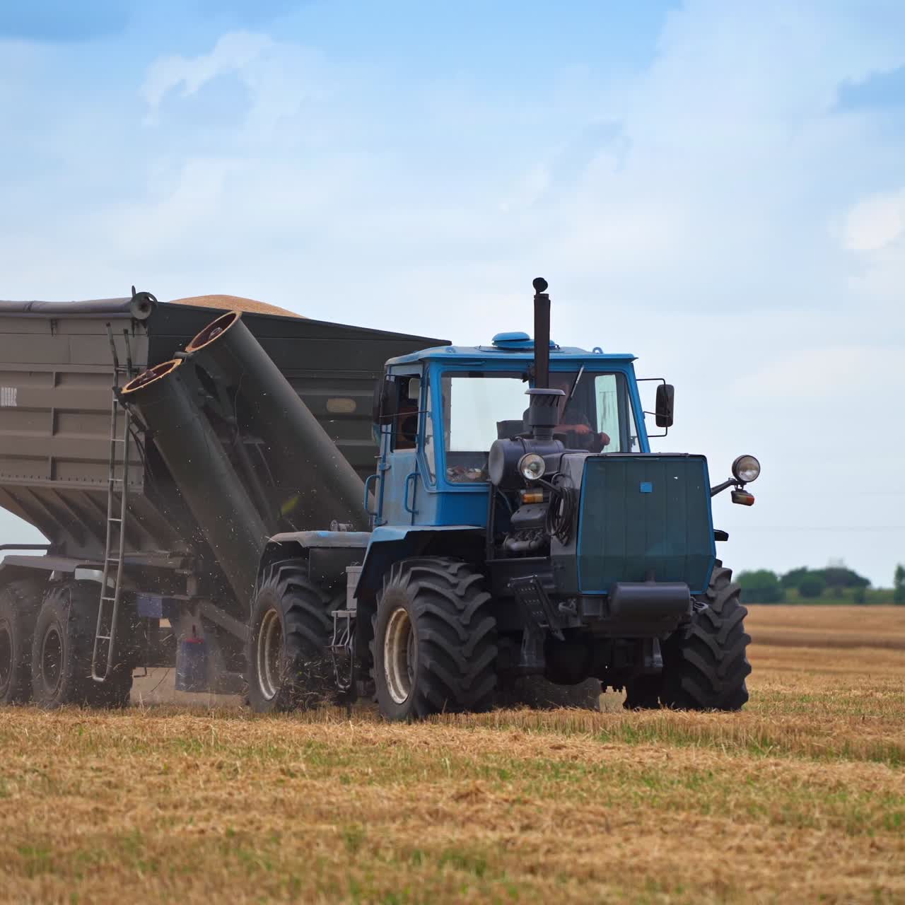 Tractor truck full of picked crop riding in the field. Machinery moving quickly around the farmlands. Combine harvester picking wheat at the backdrop