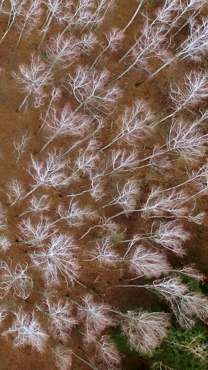 A slow flight over leafless white birches and green pines. Autumn forest. Aerial view. Vertical video