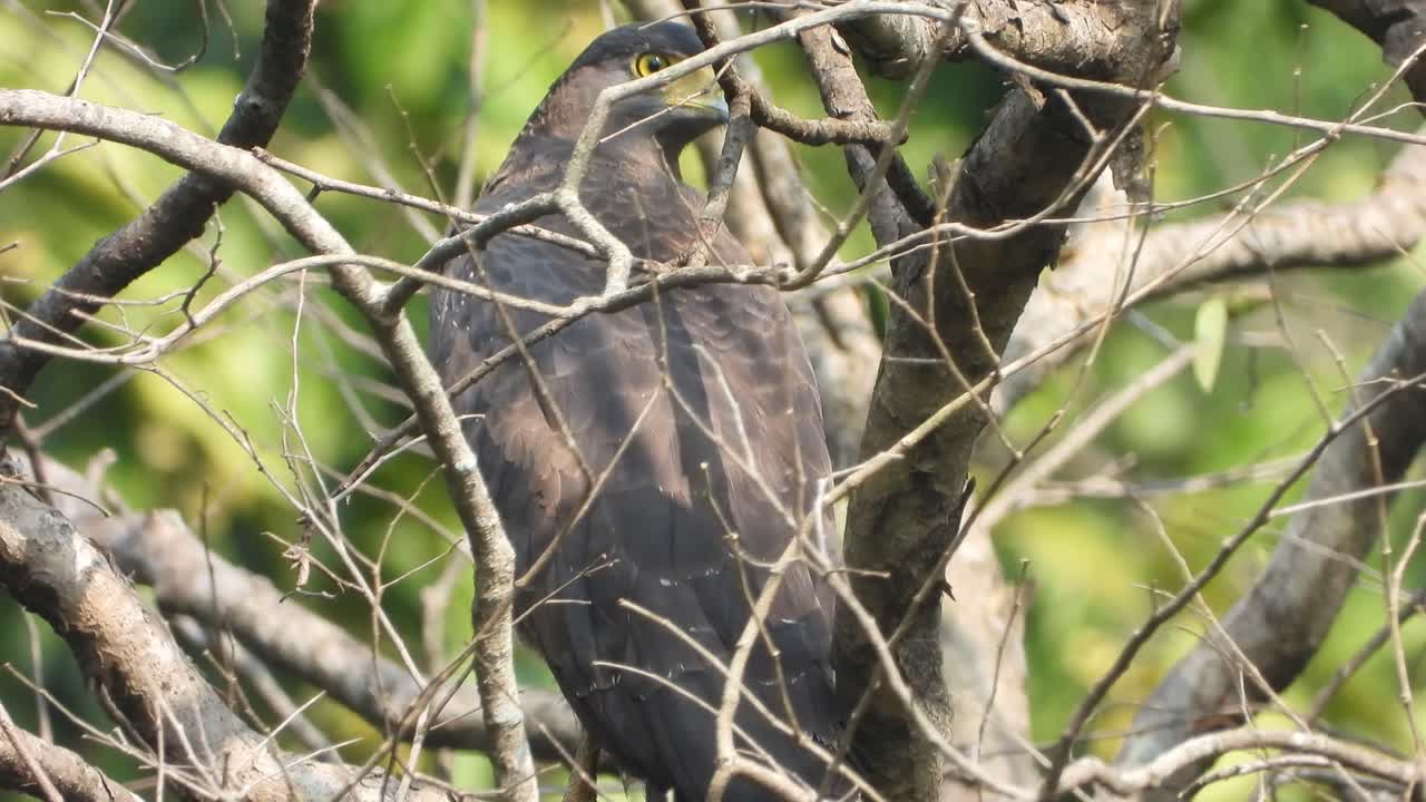 águila en el árbol esperando orar