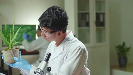 asian man researcher looking at aloe vera. scientist observing genetic mutation on plants, working in agriculture laboratory