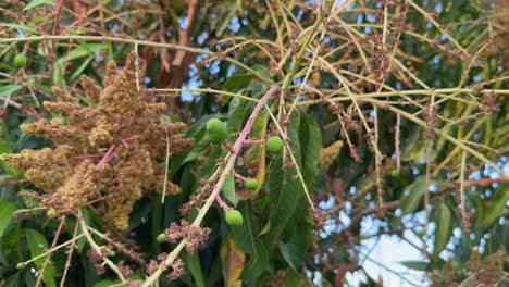 closeup of small tiny mango along with its flower in the home garden, bunch of mango flower blossoms on tree branch