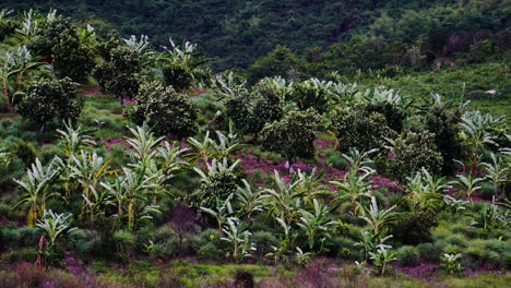 Vista-De-Una-Plantación-De-Plátanos-Con-Viento-Y-Hermoso-Fondo,-Exóticos-Plátanos-Verdes-En-Los-árboles,-Agricultura-Orgánica