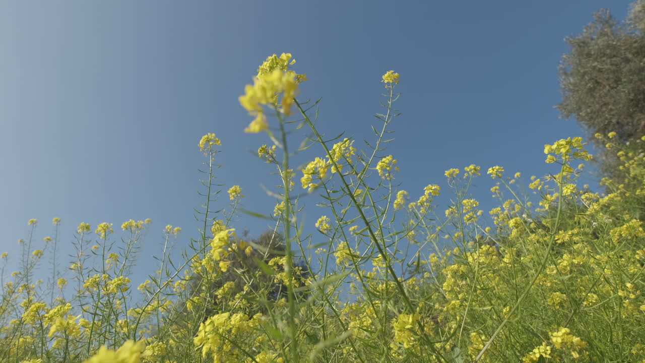 새발 삼엽충 노란 꽃 봄의 들판 꽃