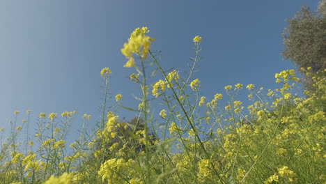 Birdsfoot-Kleeblatt-Gelbes-Blumenfeld-Im-Frühjahr-Blühen