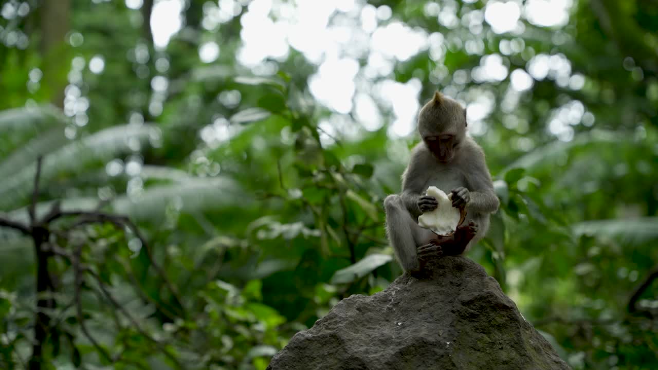 Baby monkey sitting on a rock eating a coconut shell in natural habitat in jungle near Ubud on island Bali Indonesia at daytime