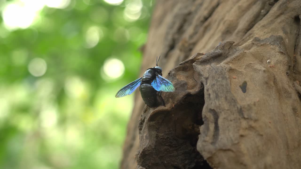 abejas carpinteras en madera muerta originaria del sudeste asiático