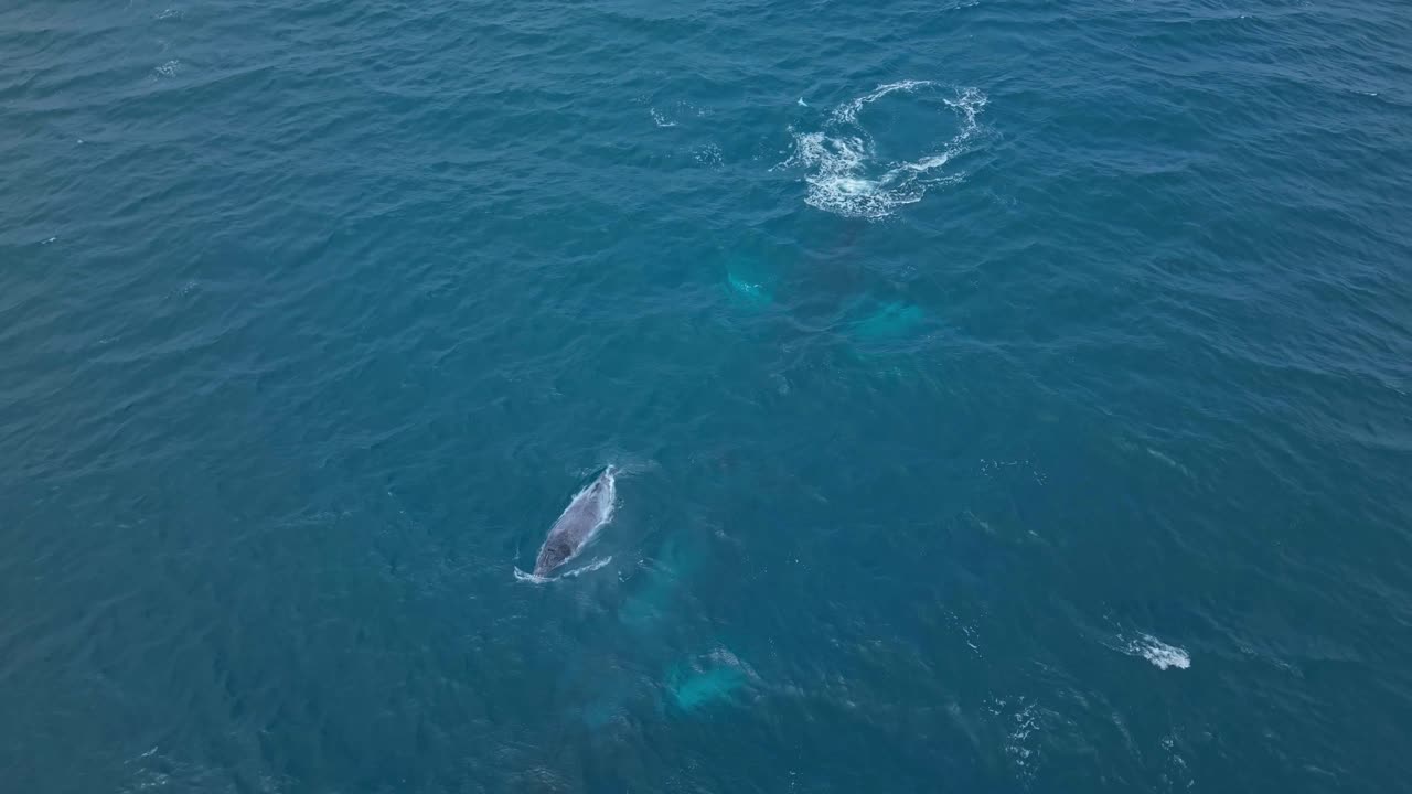 A whale family moves calmly through the ocean, surfacing and breathing. The mother and calf stay close at the front while the male swims just behind, sharing a peaceful journey together