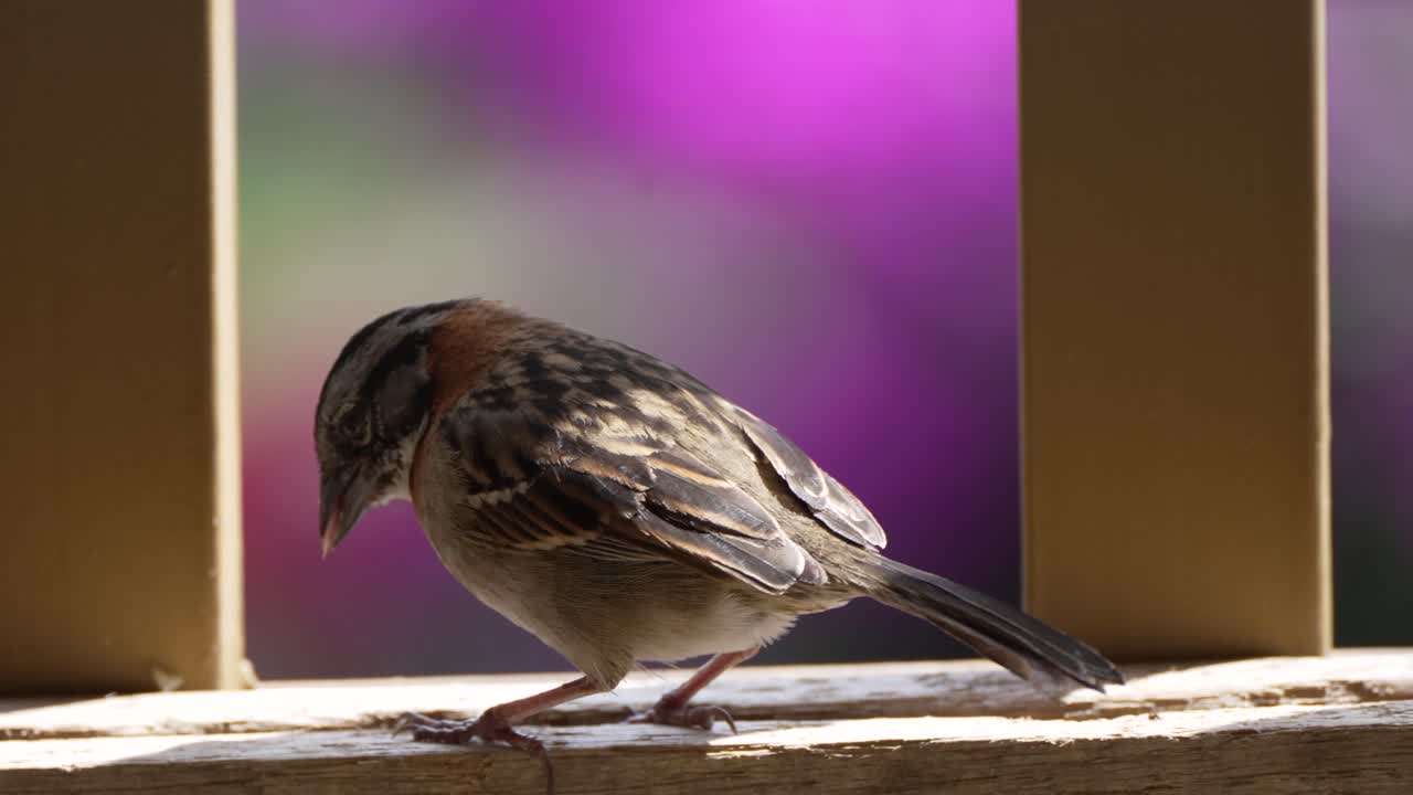 pájaro de jardín comiendo del comedero para pájaros