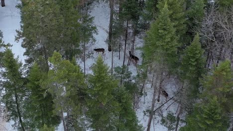 over head view of three deer standing in a windy winter forest aerial