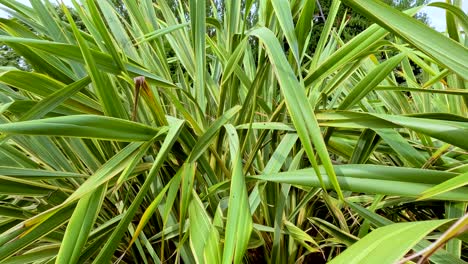 a steady camera moves closer into a thick cluster of long, green leaves in natural daylight, highlighting texture and depth in an outdoor garden setting