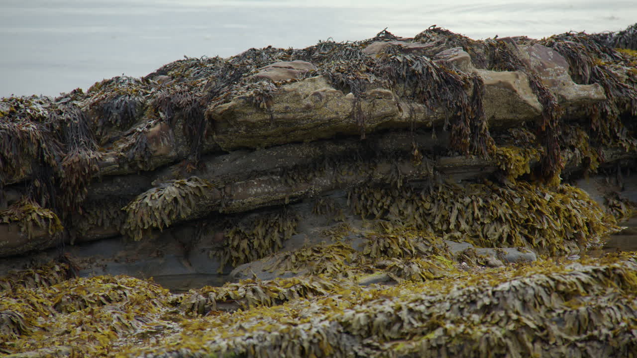 Mid shot of Seaweed covered sedimentary rock at low tide at Kingsbarns Beach, Cambo Sands,