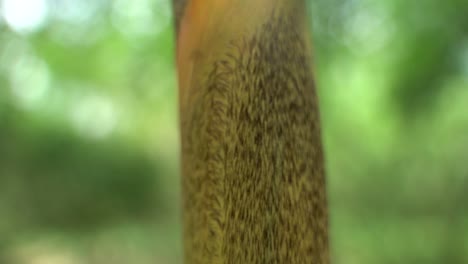 at the beginning of monsoon, new bamboo trees are growing in the forest