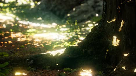 sunlight rays pour through leaves in a rainforest