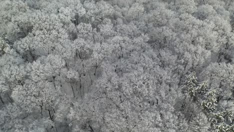 Aerial-View-of-Snow-Covered-Deciduous-Forest,-Reveal