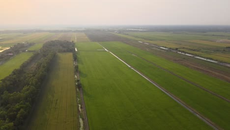 Aerial-Drone-Shot-with-Dolly-Forward-Movement-Over-Green-Lush-Paddy-Fields-in-Thailand