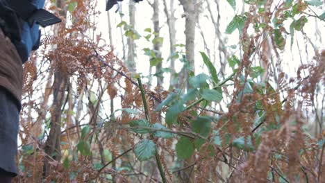 Woman-cutting-brambles-in-Irish-woodland