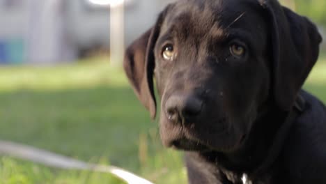 super cute looking labrador puppy at golden hour laying in the grass