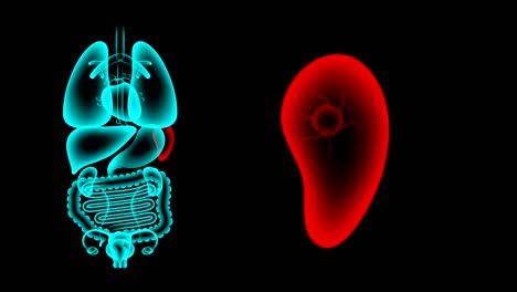 human female organs x-ray set, spleen infection concept idea red color illustration isolated glow in the dark background, seamless looping animation 4k with copy space