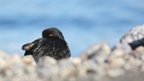 oystercatcher (haematopus ostralegus) face to face with the camera