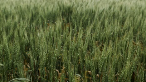 closeup of grass, wheat, grains blowing in the wind in slow motion on a kansas farm