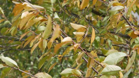 Un-Fuerte-Viento-Sopla-Hojas-De-Otoño