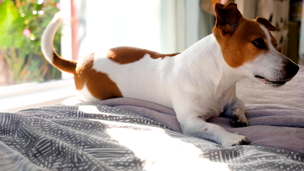 Süßer Jack Russell Terrier liegt am Bettrand und wedelt mit dem Schwanz